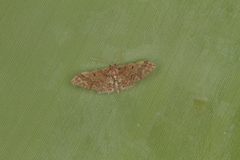 Idaea celtima