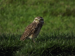 Athene cunicularia