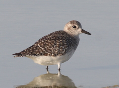 Pluvialis squatarola