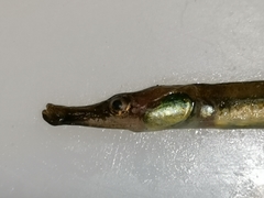 Syngnathus abaster