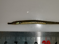 Syngnathus abaster