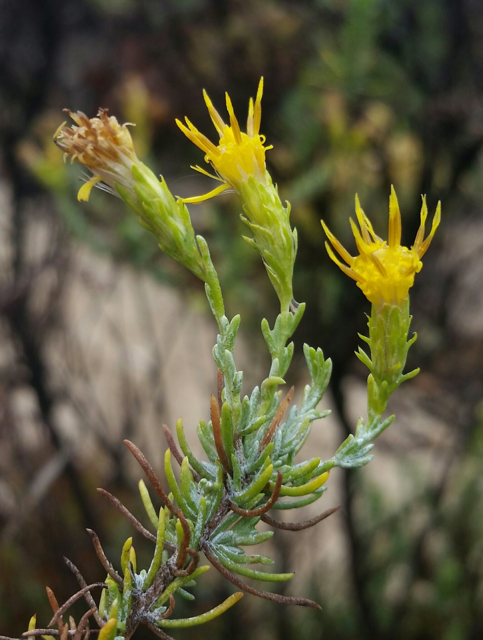 Ericameria ericoides