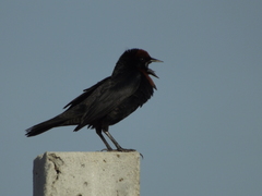 Chrysomus ruficapillus