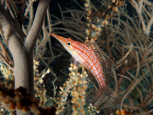 Longnose Hawkfish — seen at this dive site