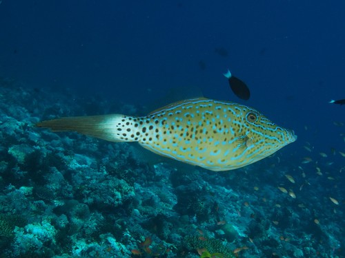 Scrawled Filefish — seen at this dive site