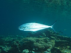 Scomberoides lysan