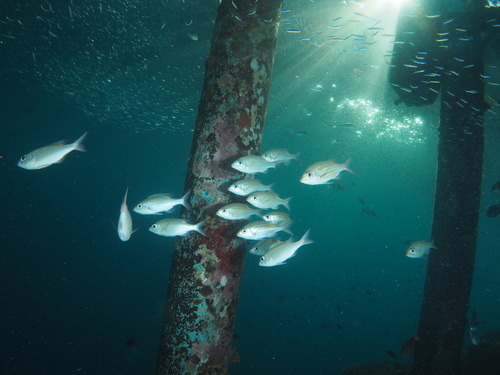Striped Large-eye Bream — seen at this dive site