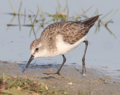 Calidris minuta