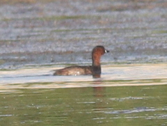 Tachybaptus ruficollis