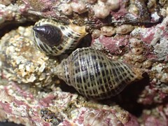 Acanthinucella