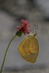 Eurema daira eugenia