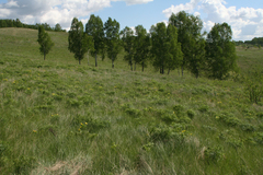 Peucedanum morisonii