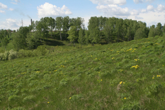 Peucedanum morisonii