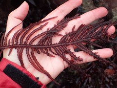 Neoptilota densa