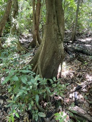 Pterocarpus