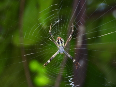 Argiope dang