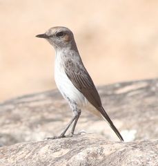 Oenanthe lugentoides