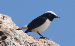 Oenanthe lugentoides