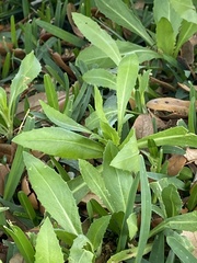 Reichardia