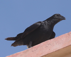 Corvus rhipidurus