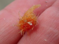Boltenia villosa