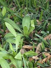 Reichardia