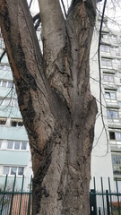 Oxycarenus lavaterae