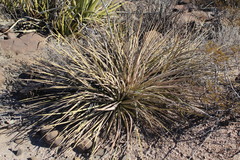 Agave striata