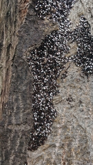 Oxycarenus lavaterae