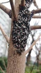 Oxycarenus lavaterae