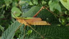 Aeolacris octomaculata