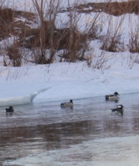 Lophodytes cucullatus