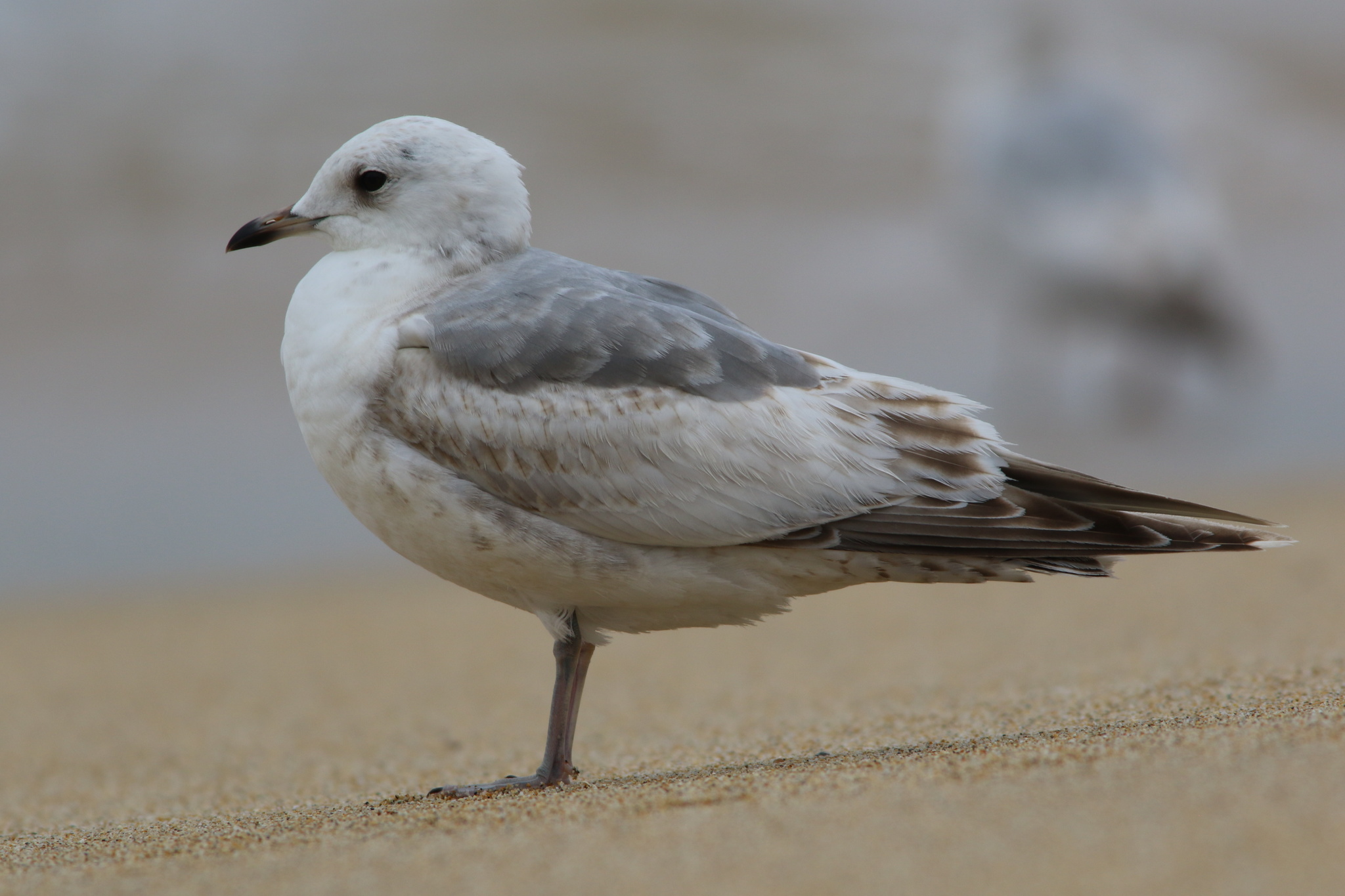 Short-billed Gull