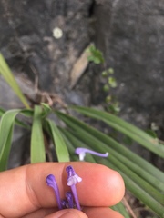 Scutellaria tashiroi