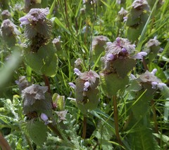 Lamium purpureum