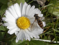 Episyrphus balteatus