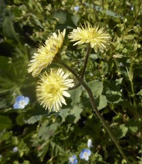 Crepis sancta