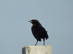 Chrysomus ruficapillus
