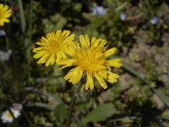 Crepis sancta