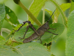 Aeolacris octomaculata