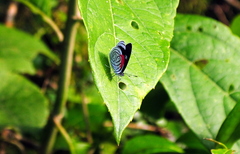 Diaethria neglecta
