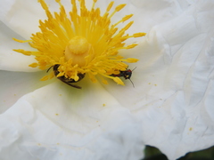 Clanoptilus abdominalis