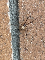Latrodectus geometricus