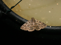 Heteropalpia cortytoides