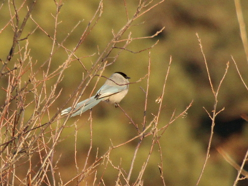 Azure-winged Magpie (Cyanopica cyanus)
