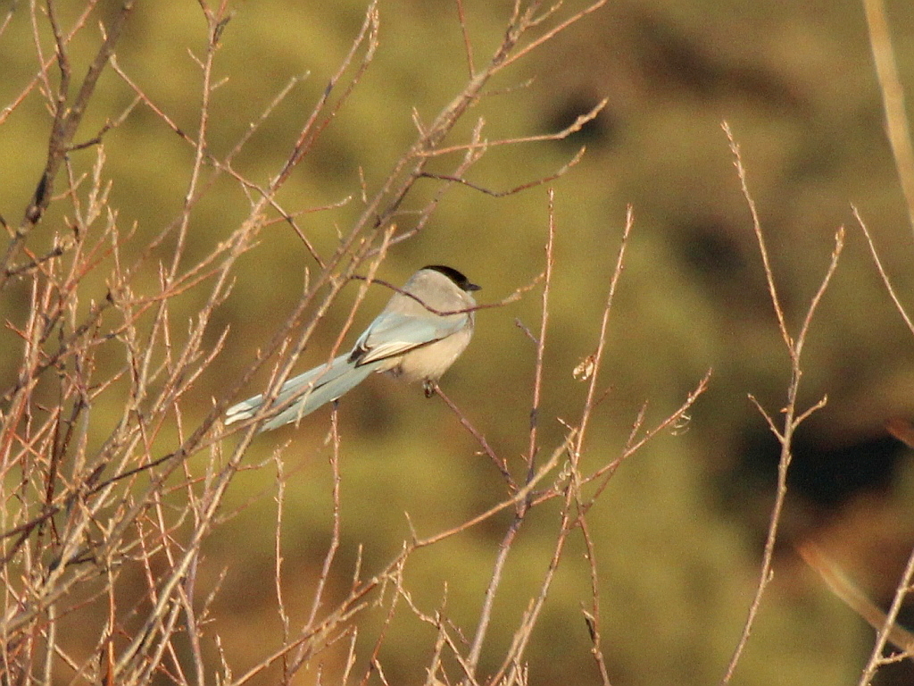 Azure-winged Magpie illustration