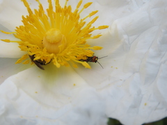 Clanoptilus abdominalis