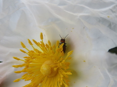 Clanoptilus abdominalis