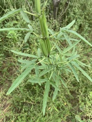 Sesamum triphyllum triphyllum
