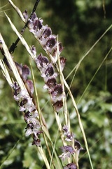Gladiolus gregarius